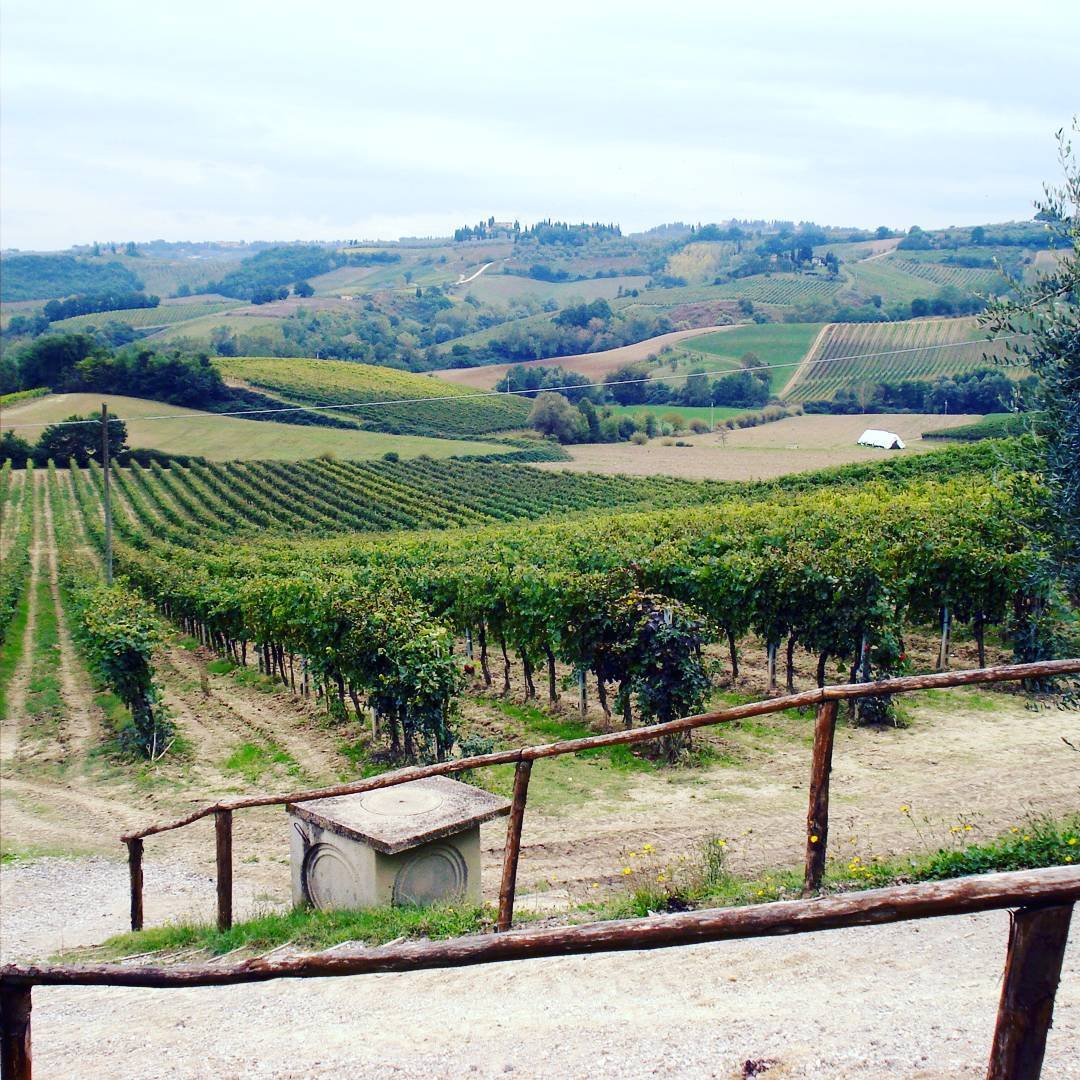wine vinyard photo