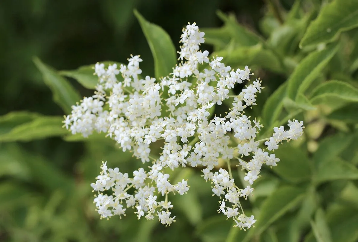 Elderflower, Hugo Spritz cocktail recipe with mint, prosecco and is refreshing. https://ouritalianjourney.com/hugo-spritz-recipe