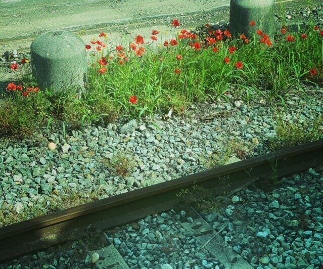 Gorgeous red poppies along the train track in Italy - ouritalianjourney.com