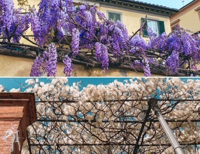 Magnificent wisteria in Lucca, Italy - ouritalianjourney.com