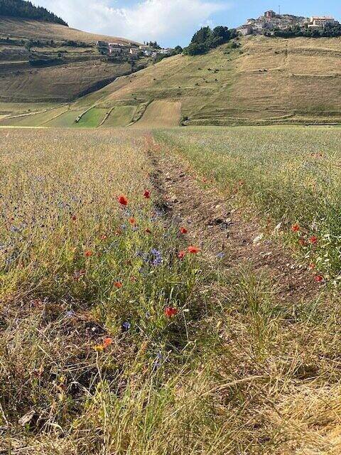 Castelluccio flowers 2021 - ouritalianjourney.com