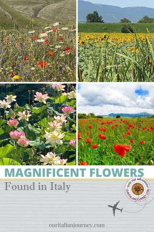 Must see - magnificent flowers of Italy - ouritalianjourney.com