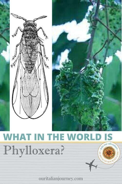 What is Phylloxera? It has to do with wine - ouritalianjourney.com