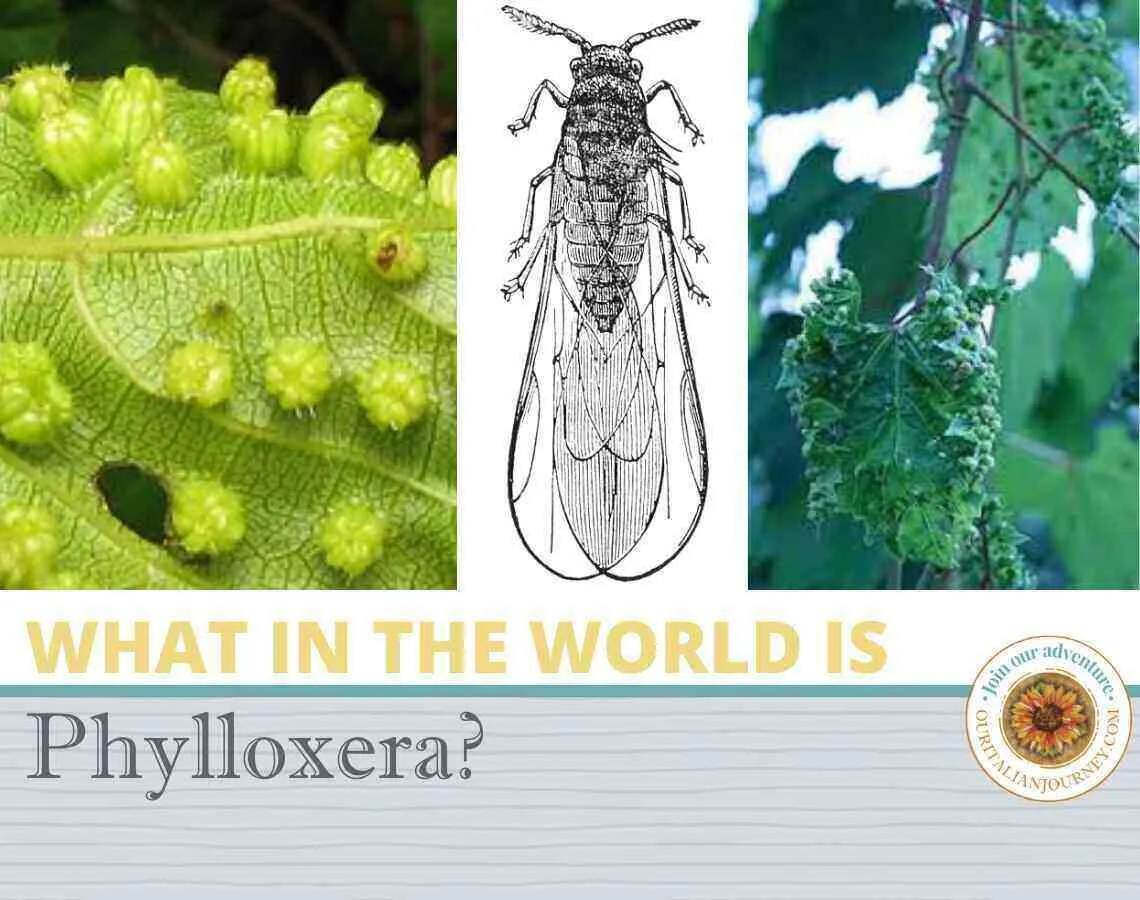 What is Phylloxera - Wine information - ouritlianjourney.com