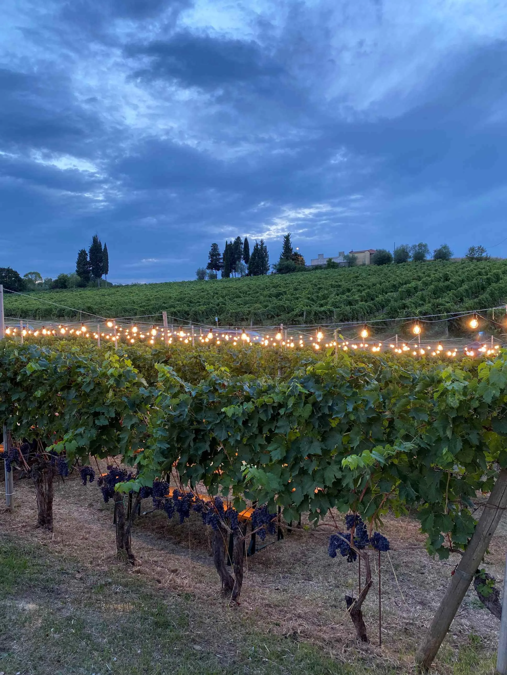 Beconcini Vineyard, Tempranillo Festival, page 82