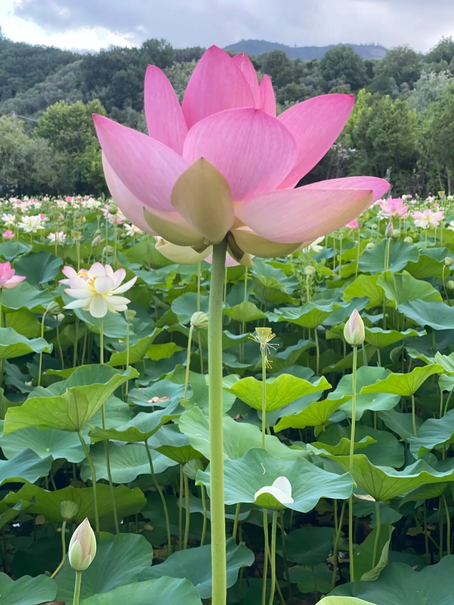 Lotus flower, page 204