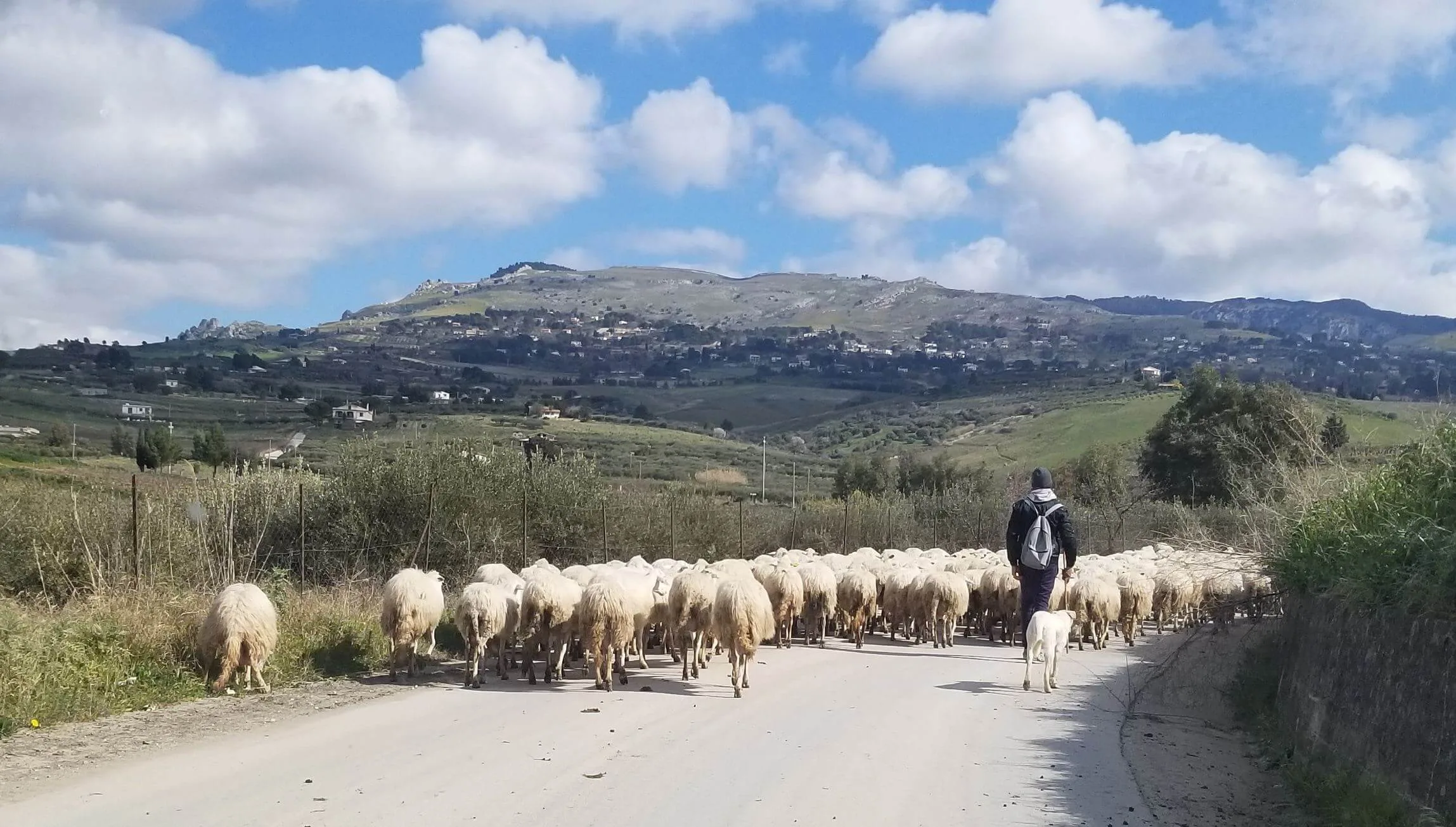 Sheep in Sicily, page 45