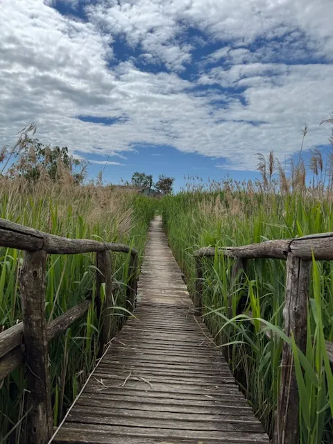 Massarosa Wetlands Boardwalk