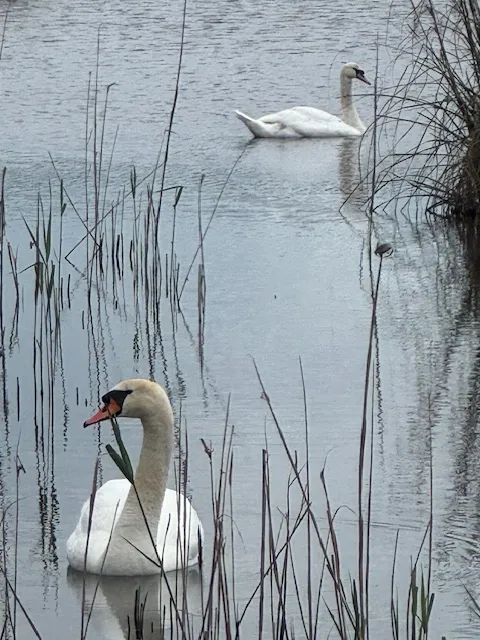 Massarosa Wetlands swans